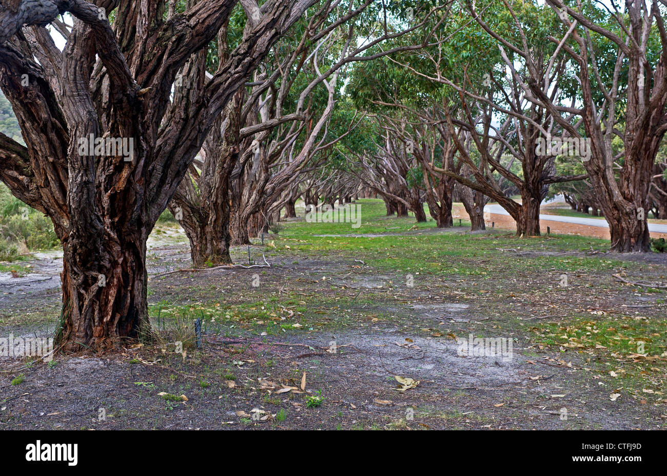 Eucalyptus robusta trees forming the Avenue of Honour in Albany, Western Australia Stock Photo