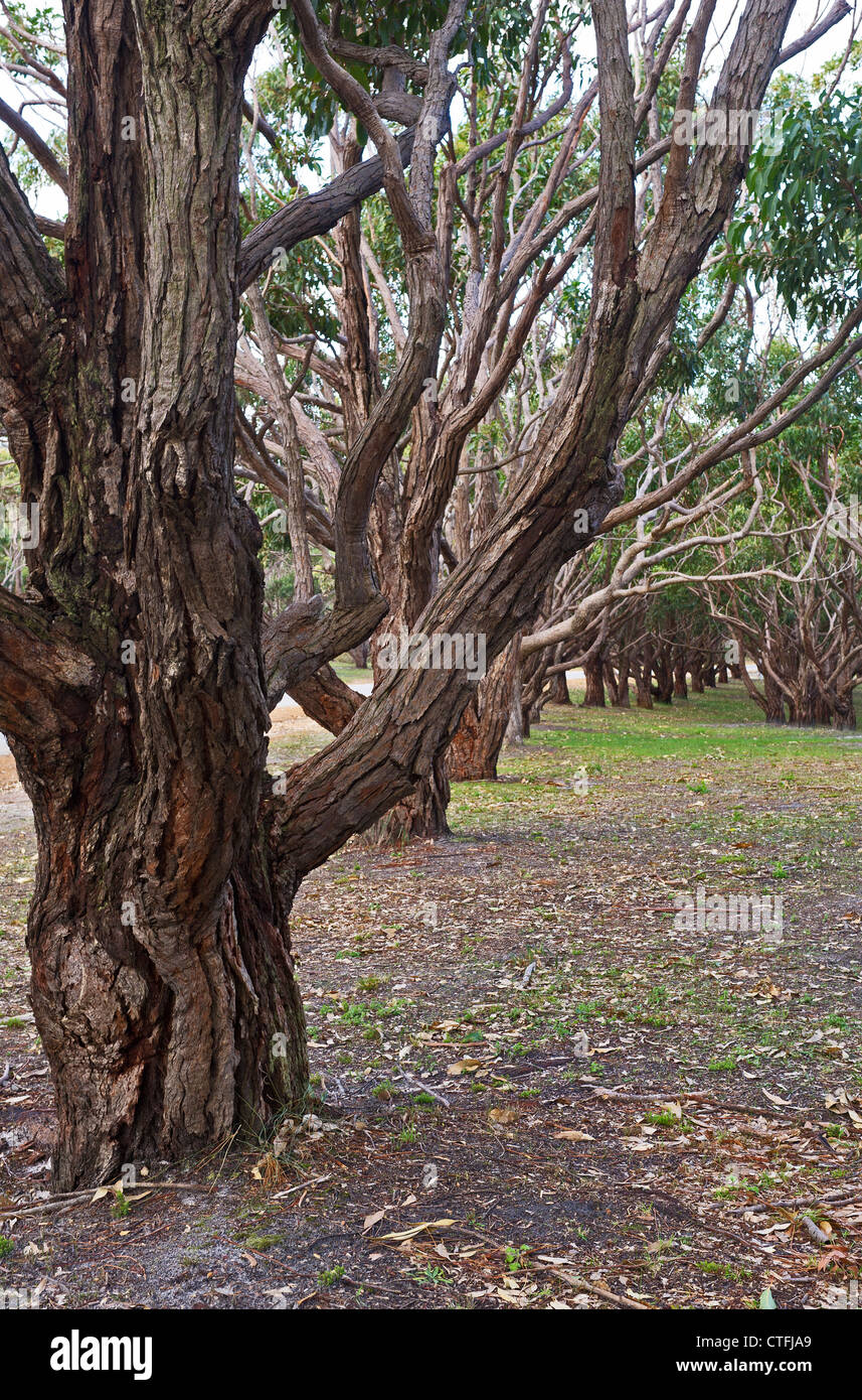 The Avenue of Honour in Albany, Western Australia Stock Photo