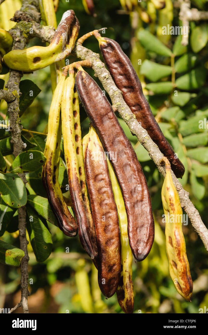 Carob beans growing on a bush Stock Photo
