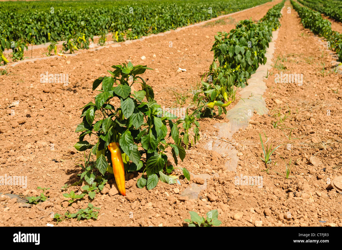 Sweet peppers growing in a field Stock Photo Alamy