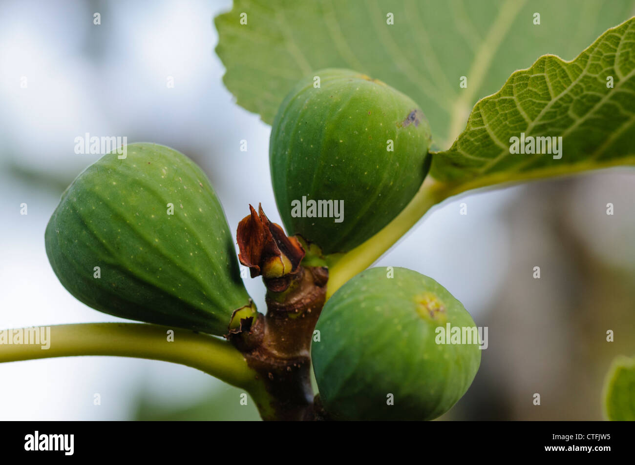 Figs growing on a fig tree Stock Photo Alamy