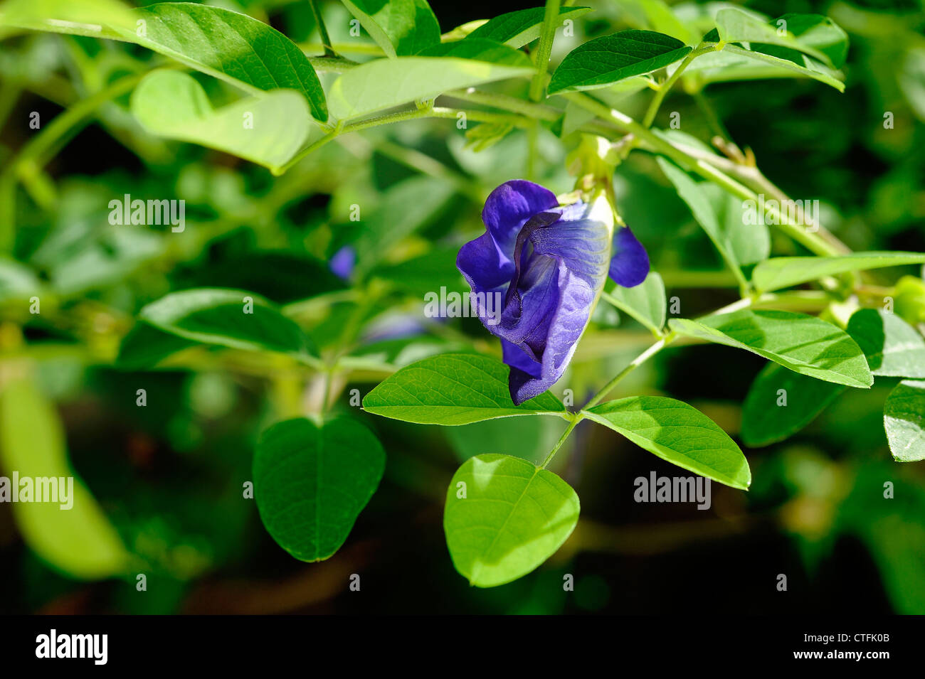 Butterfly pea flower Stock Photo Alamy