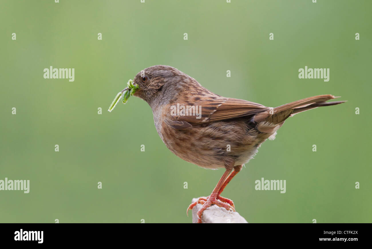 Dunnock (Prunella modularis) feeding on a bird table Stock Photo