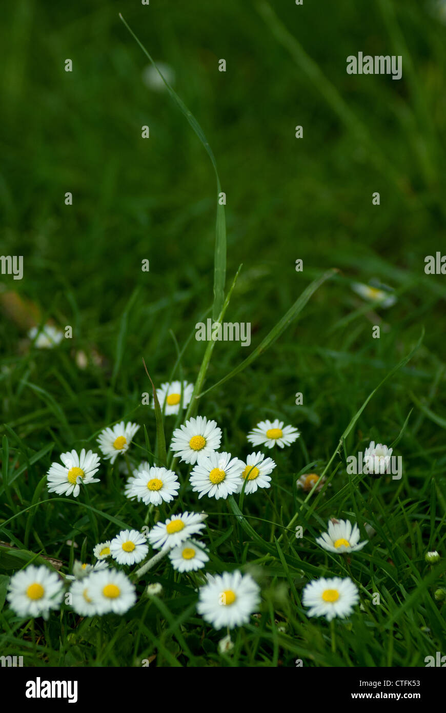 Daisies Bellis perennis in grass Cheltenham, England Stock Photo