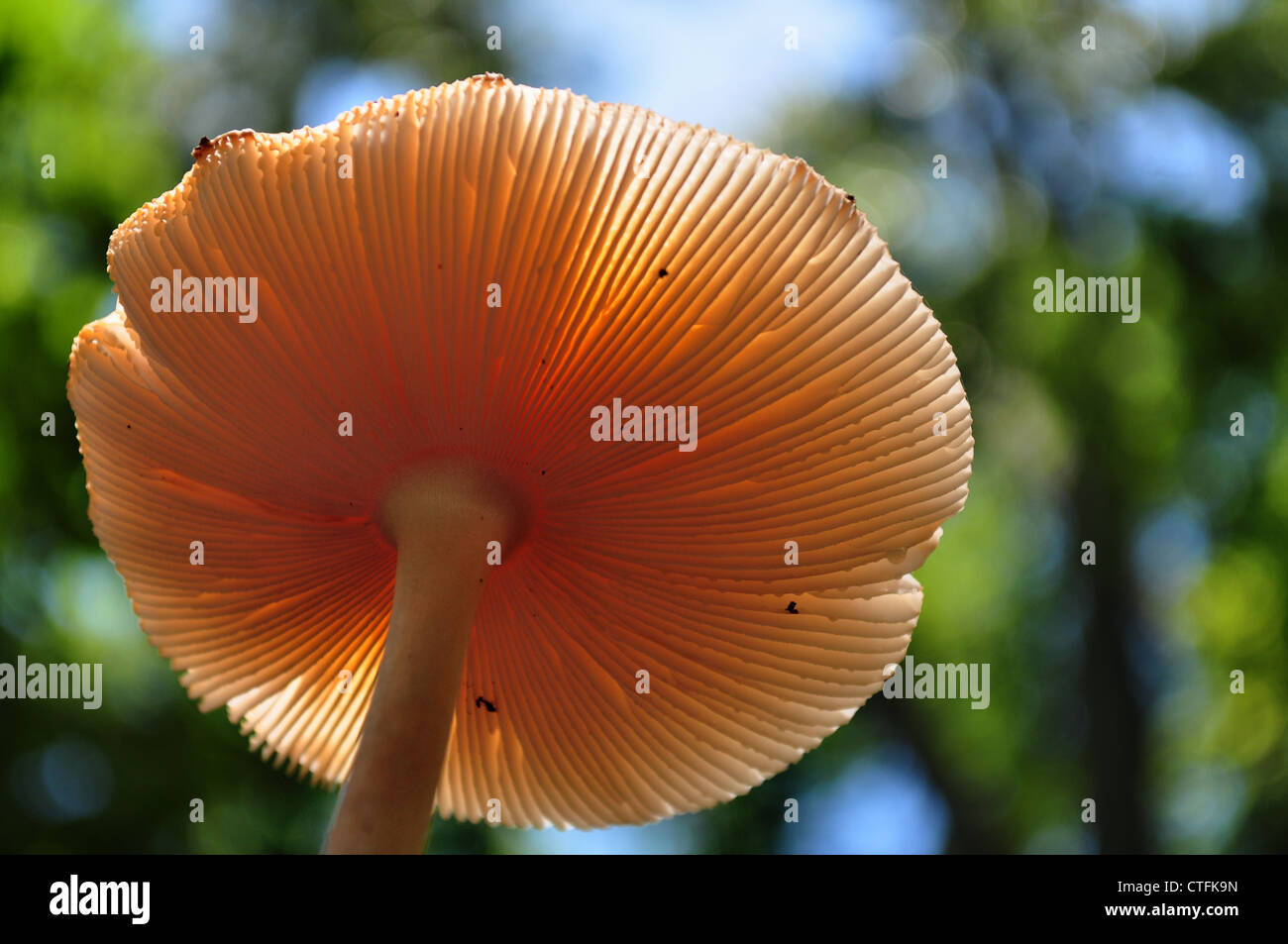Sun shining through a large mushroom on the forest floor Stock Photo