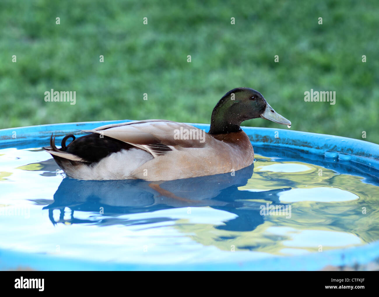 Khaki campbell drake duck swimming in a kiddie pool Stock Photo Alamy