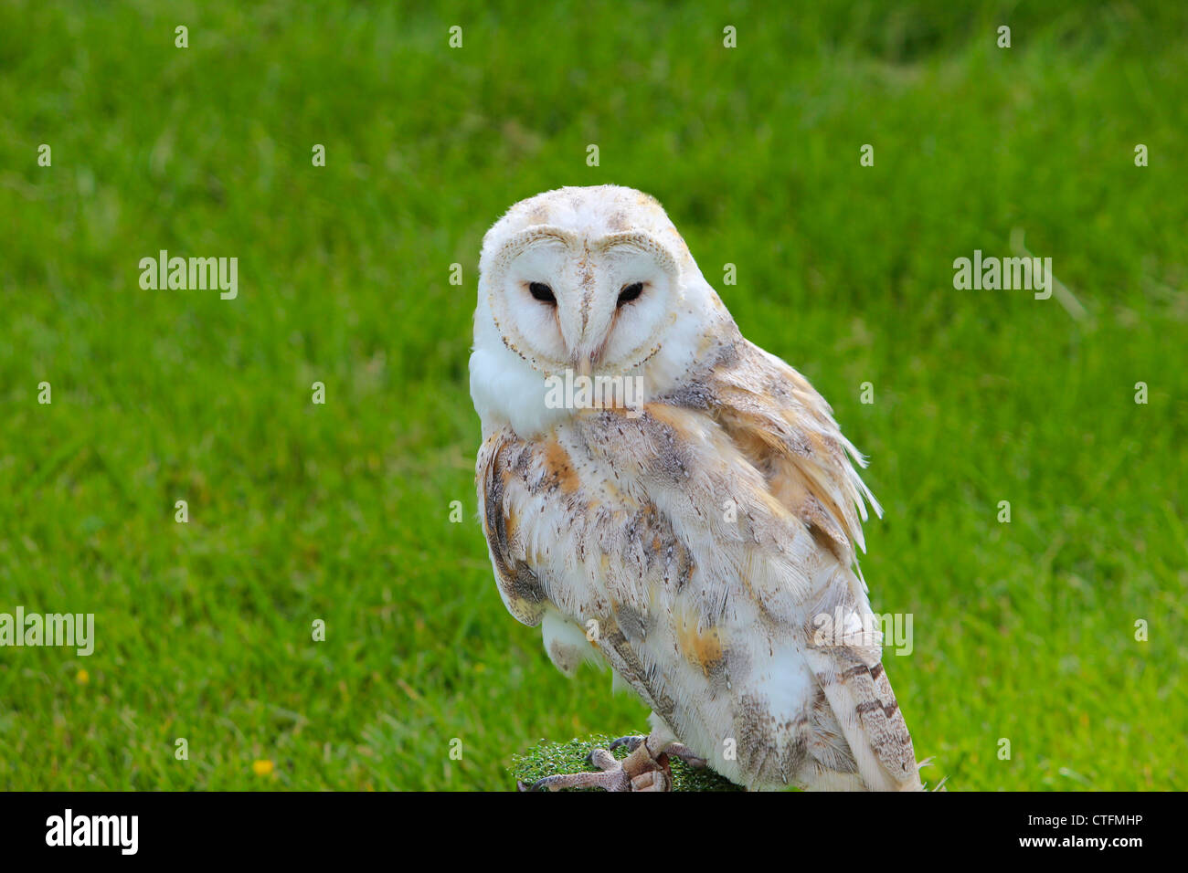Barn Owl on Display Stock Photo
