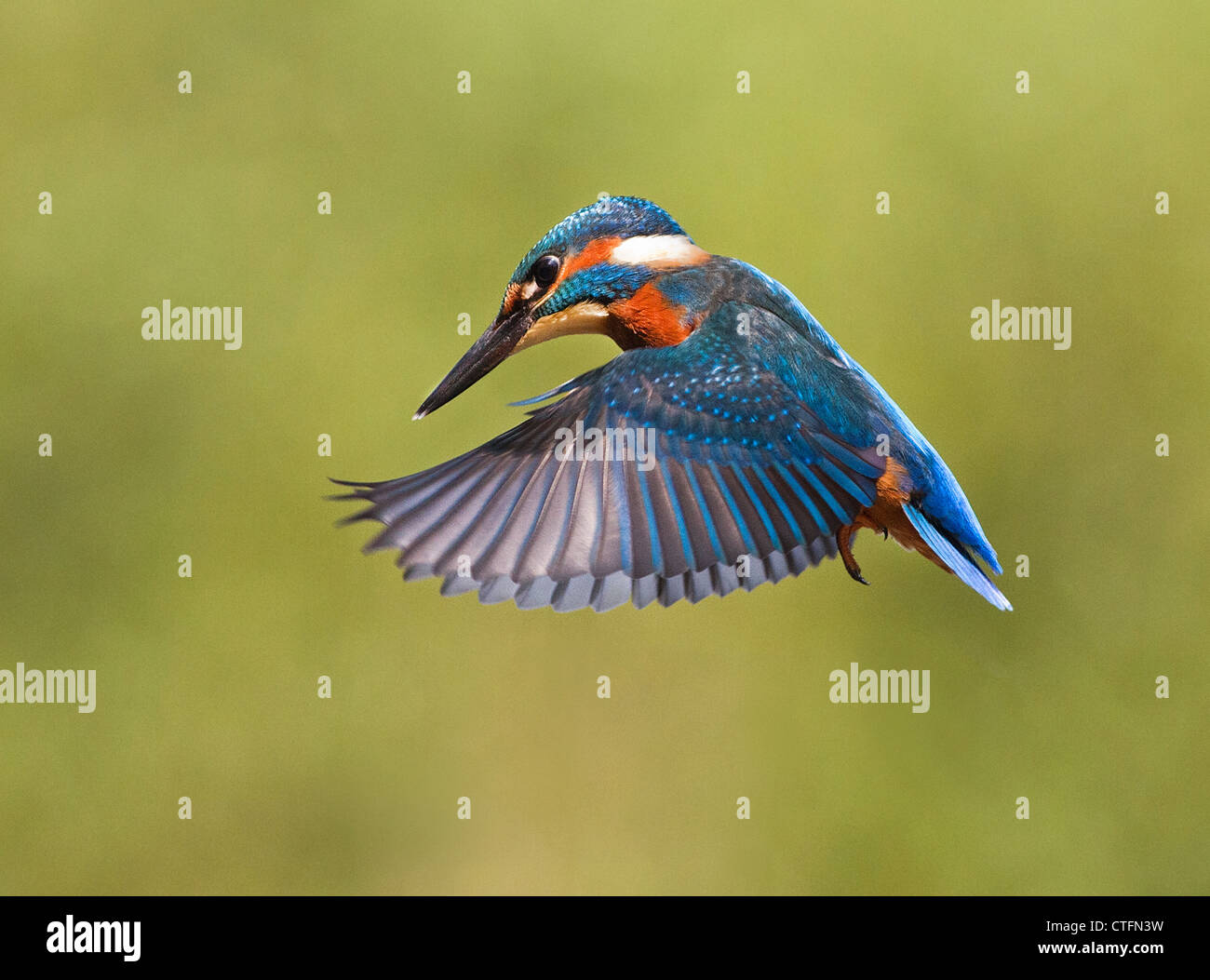Juvenile Kingfisher in flight Stock Photo