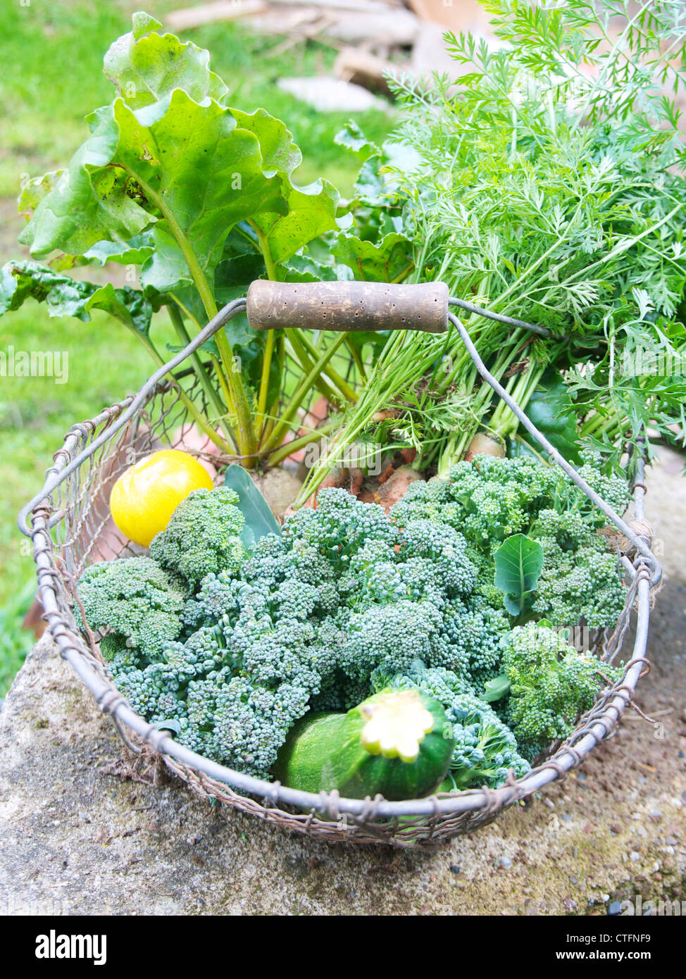 Basket with carrots, zucchini, beet root and broccoli after being harvested in a vegetable garden. Stock Photo