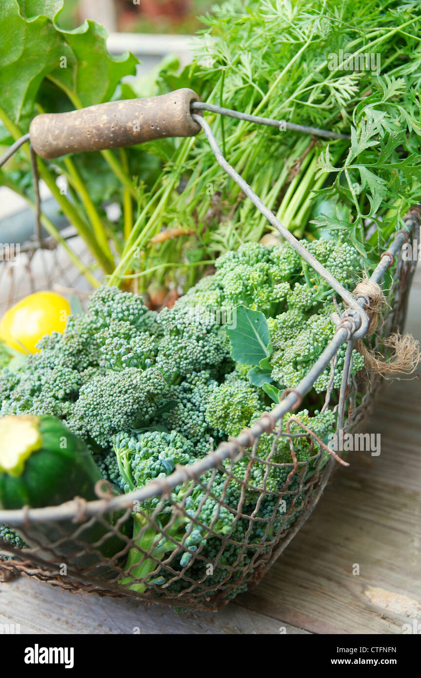 Basket with carrots, zucchini, beet root and broccoli after being harvested in a vegetable garden. Stock Photo