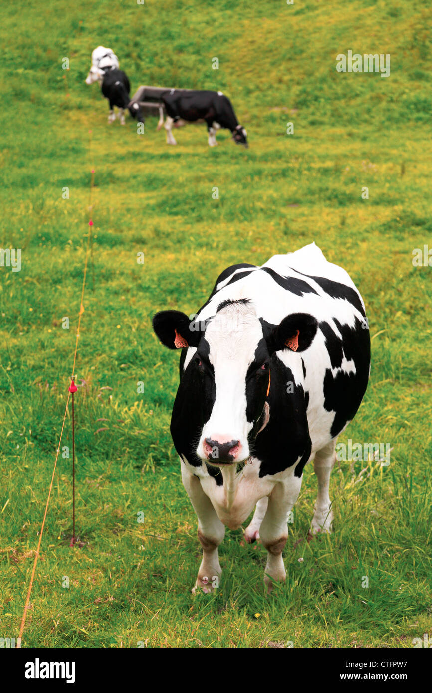 Holstein dairy cattle hi-res stock photography and images - Alamy