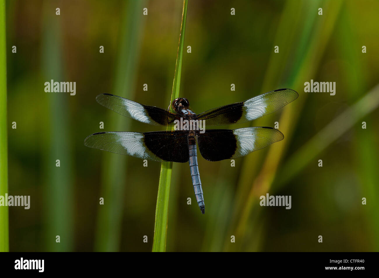 Widow Skimmer Dragonfly, Libellula luctuosa Stock Photo - Alamy