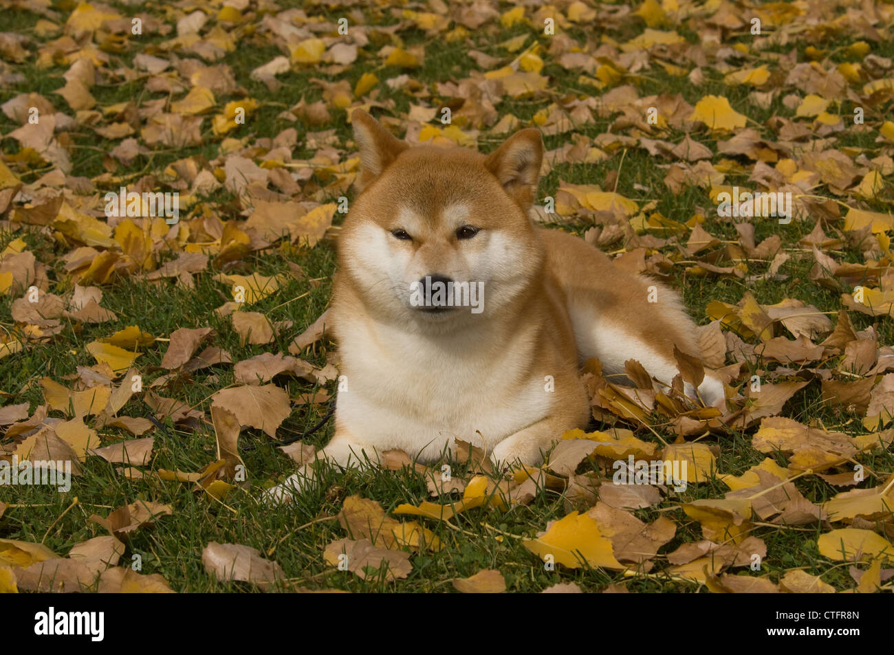 Shiba Inu Lying In Fall Leaves Stock Photo 49520037 Alamy