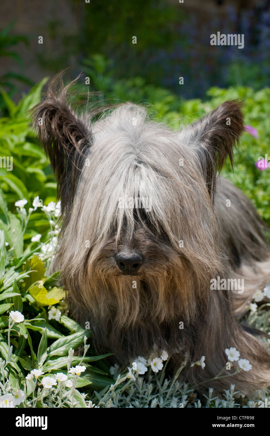Skye Terrier in greenery Stock Photo Alamy