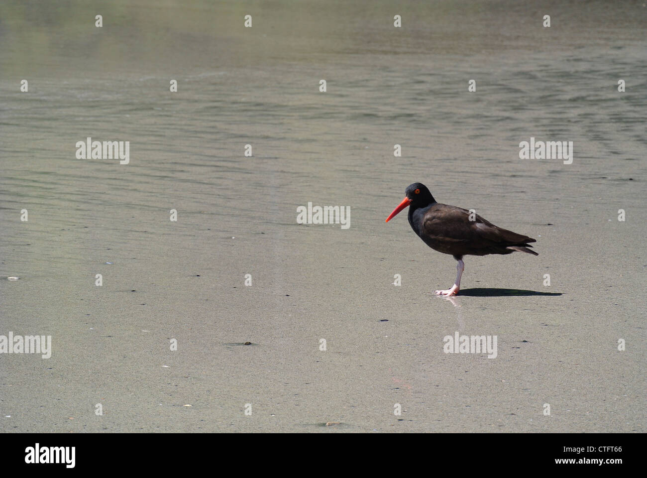 Oyster catcher beach hires stock photography and images Alamy
