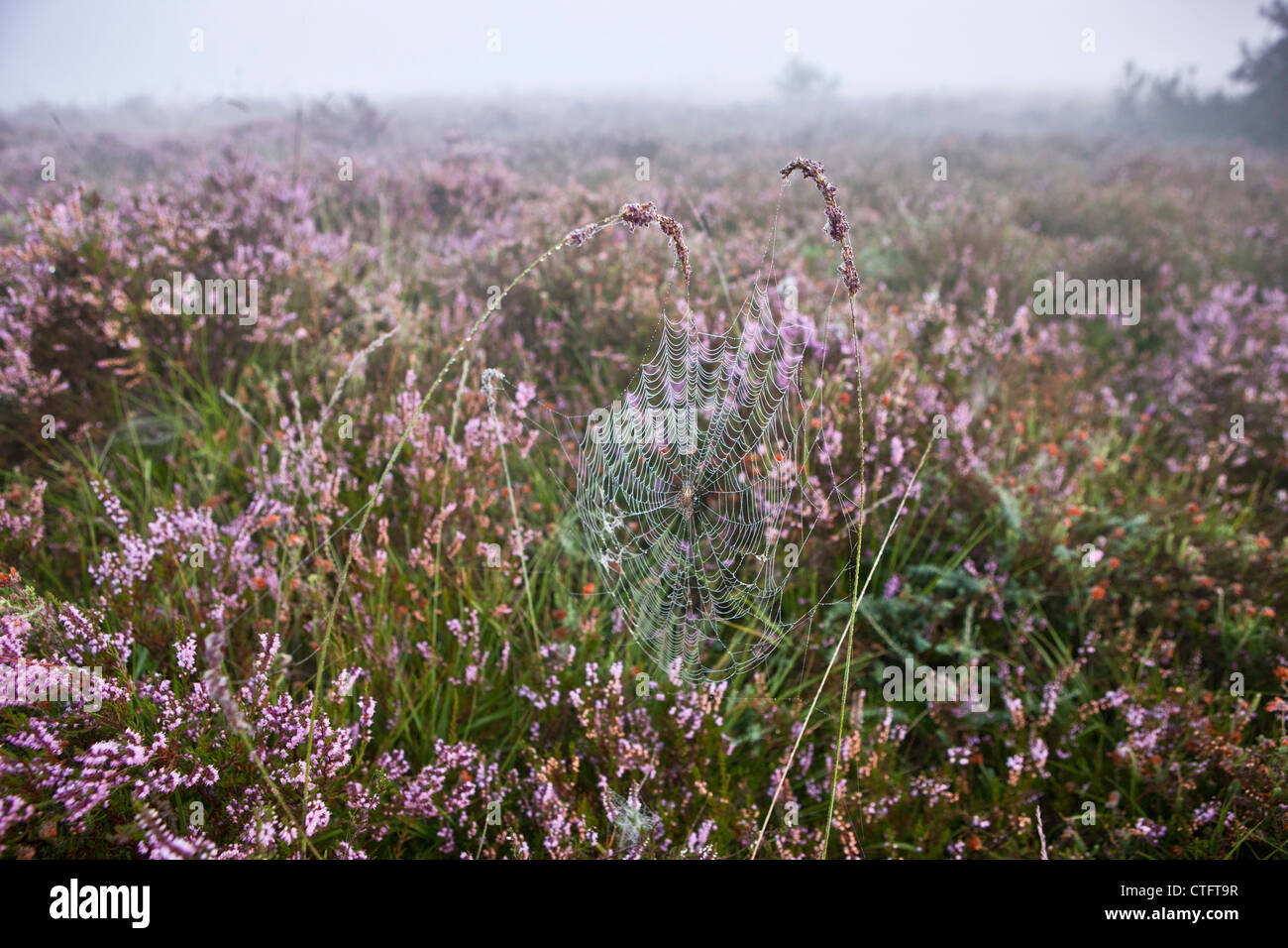 The Netherlands, Bussum, Early morning, flowering heath. Spider web. Stock Photo