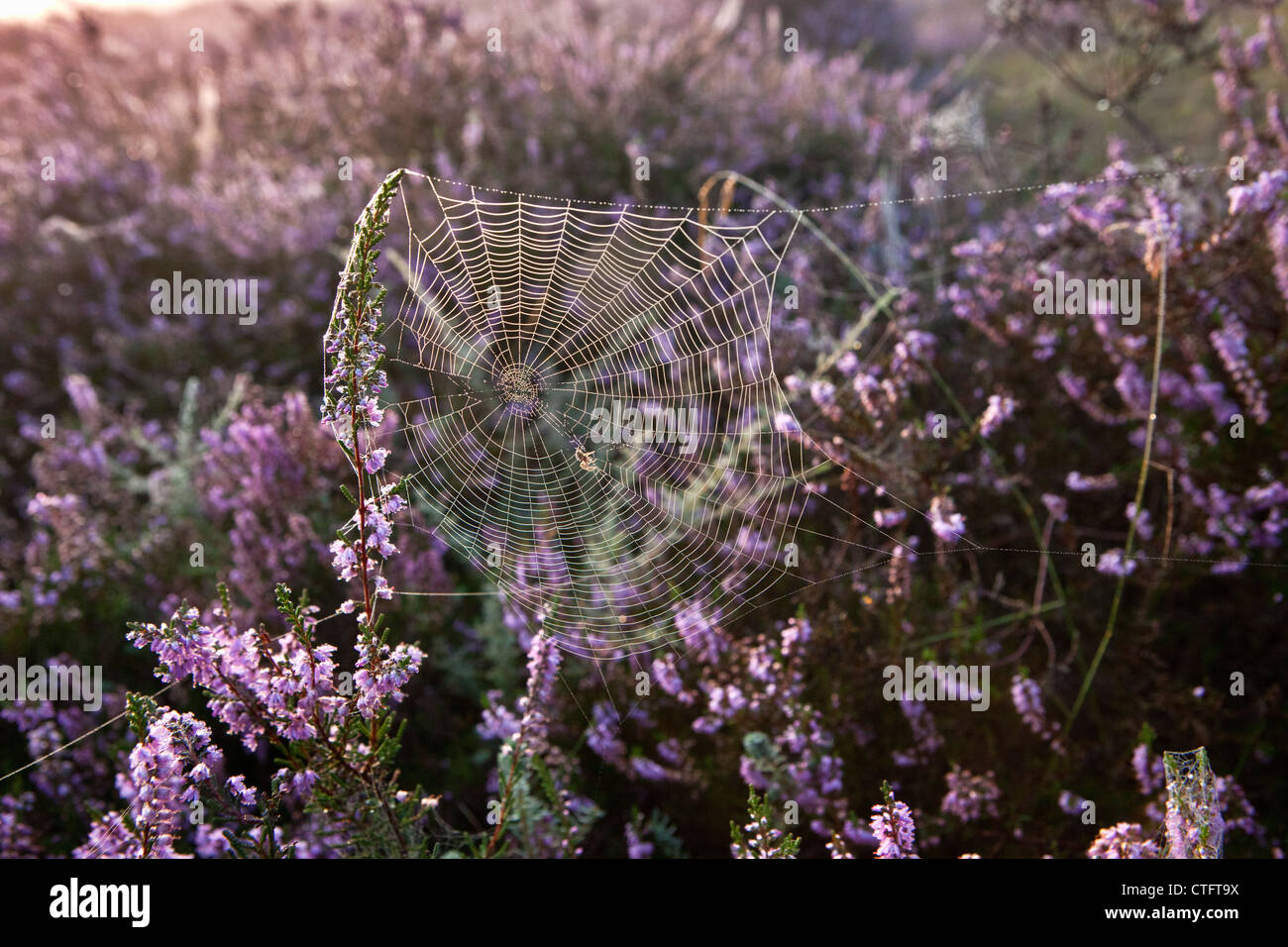 The Netherlands, Bussum, Early morning, flowering heath. Spider in web. Stock Photo