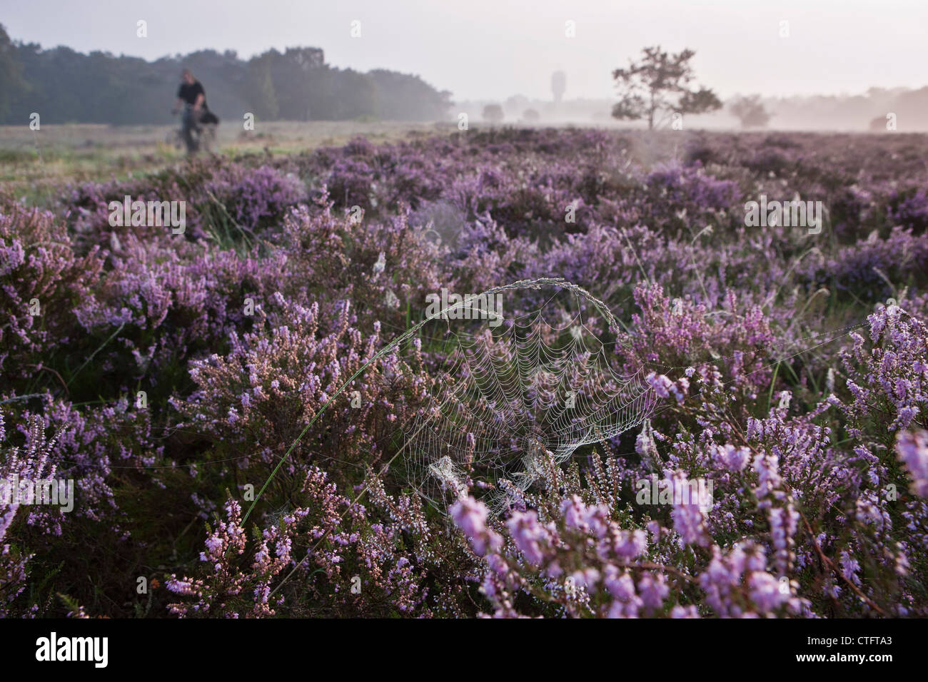 The Netherlands, Bussum, Early morning, flowering heath. Spider web. Stock Photo