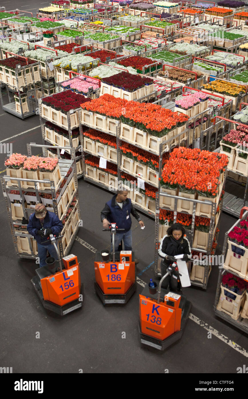 The Netherlands, Aalsmeer, FloraHolland, largest flower auction in the world. Stock Photo