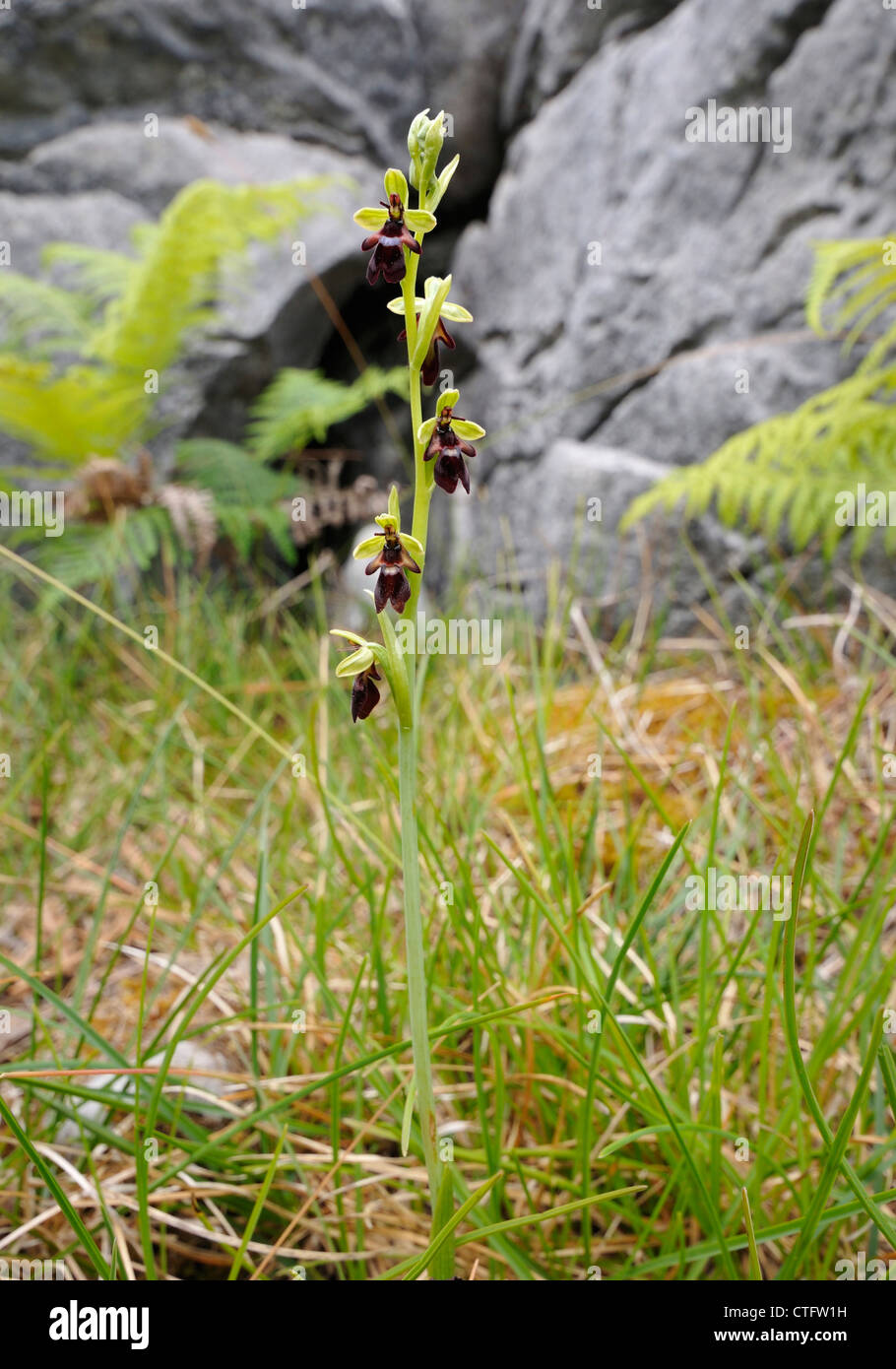 Fly Orchid - Ophrys insectifera Against limestone rock Stock Photo