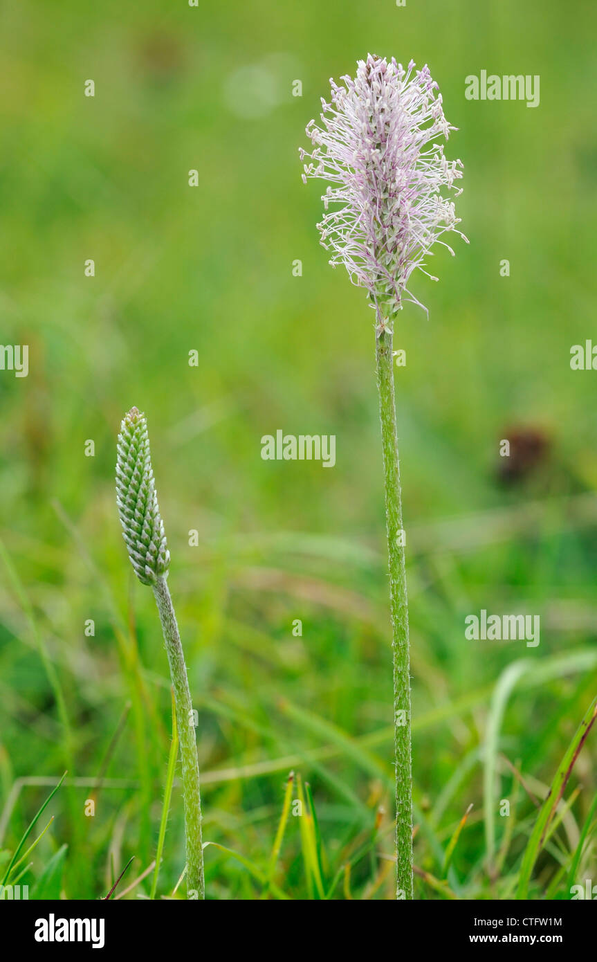 Hoary Plantain - Plantago media Open and closed flower spikes Stock Photo