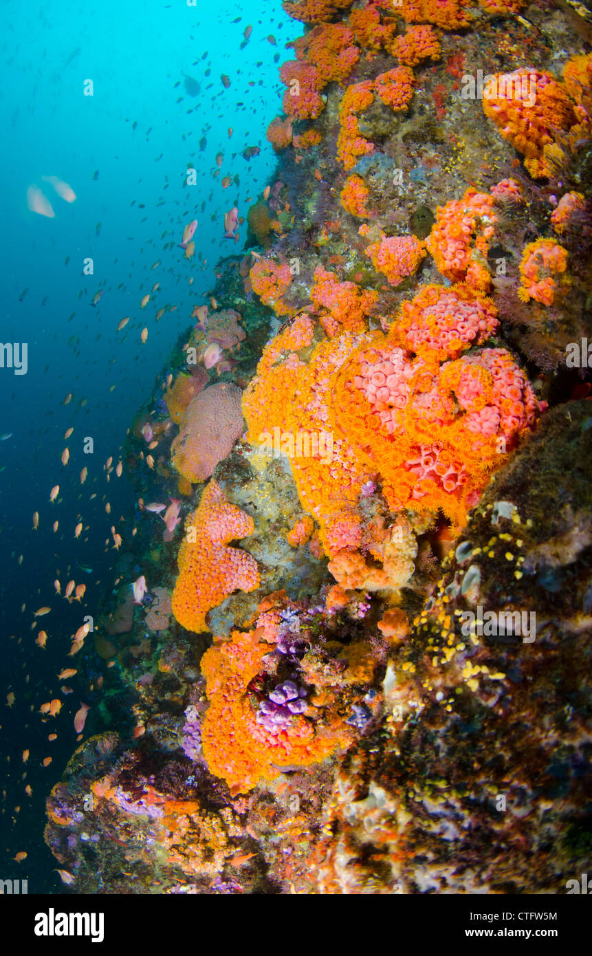 Coral reef scene, Komodo national park, Indonesia Stock Photo