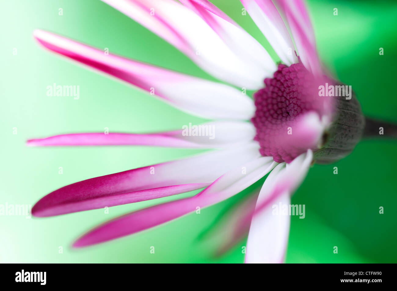 flower in english garden Stock Photo Alamy