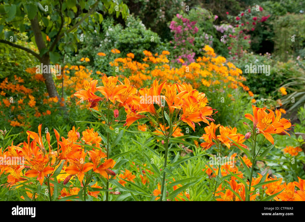 tiger lily flowers in english garden, norfolk, england Stock Photo
