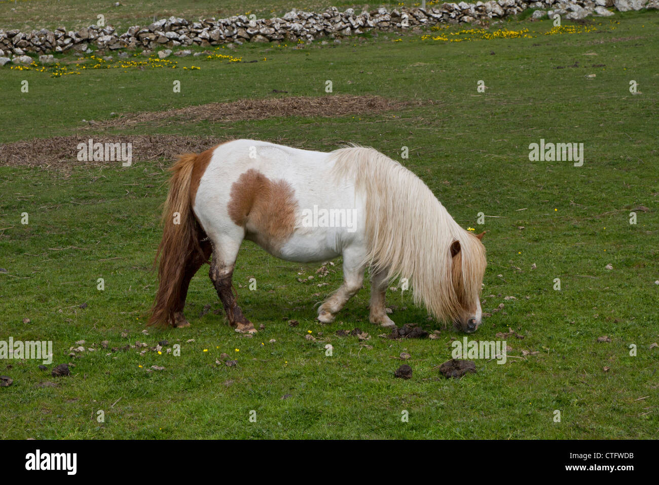 Shetland Ponies on Unst in the Shetland Isles Stock Photo