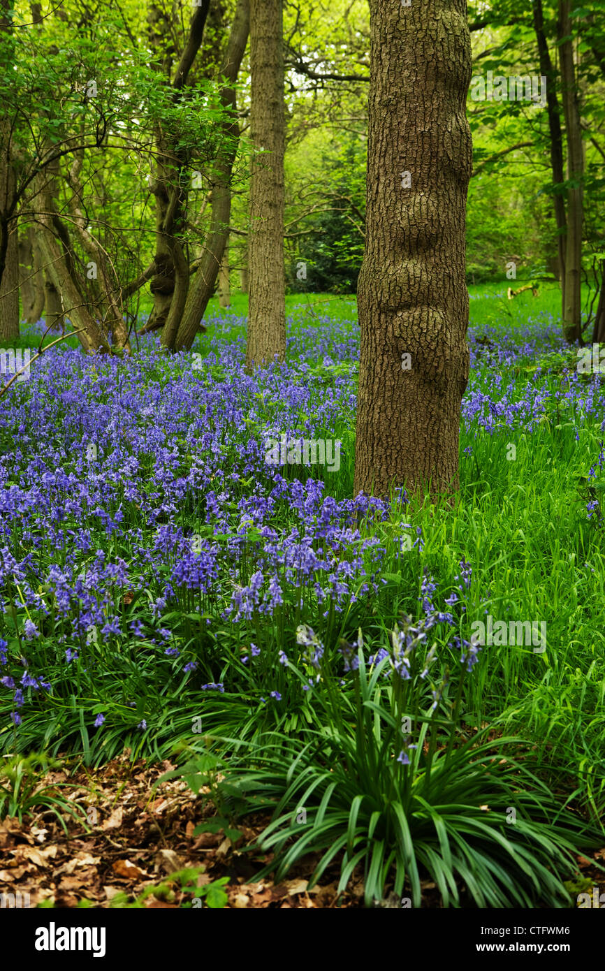 View of bluebells carpeting a woodland floor, Badby, Northamptonshire, UK Stock Photo