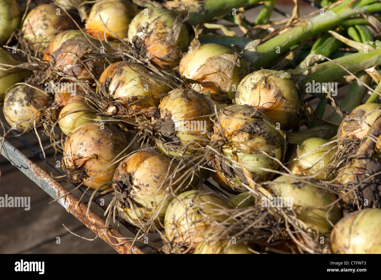 Shallots golden gourmet hires stock photography and images Alamy
