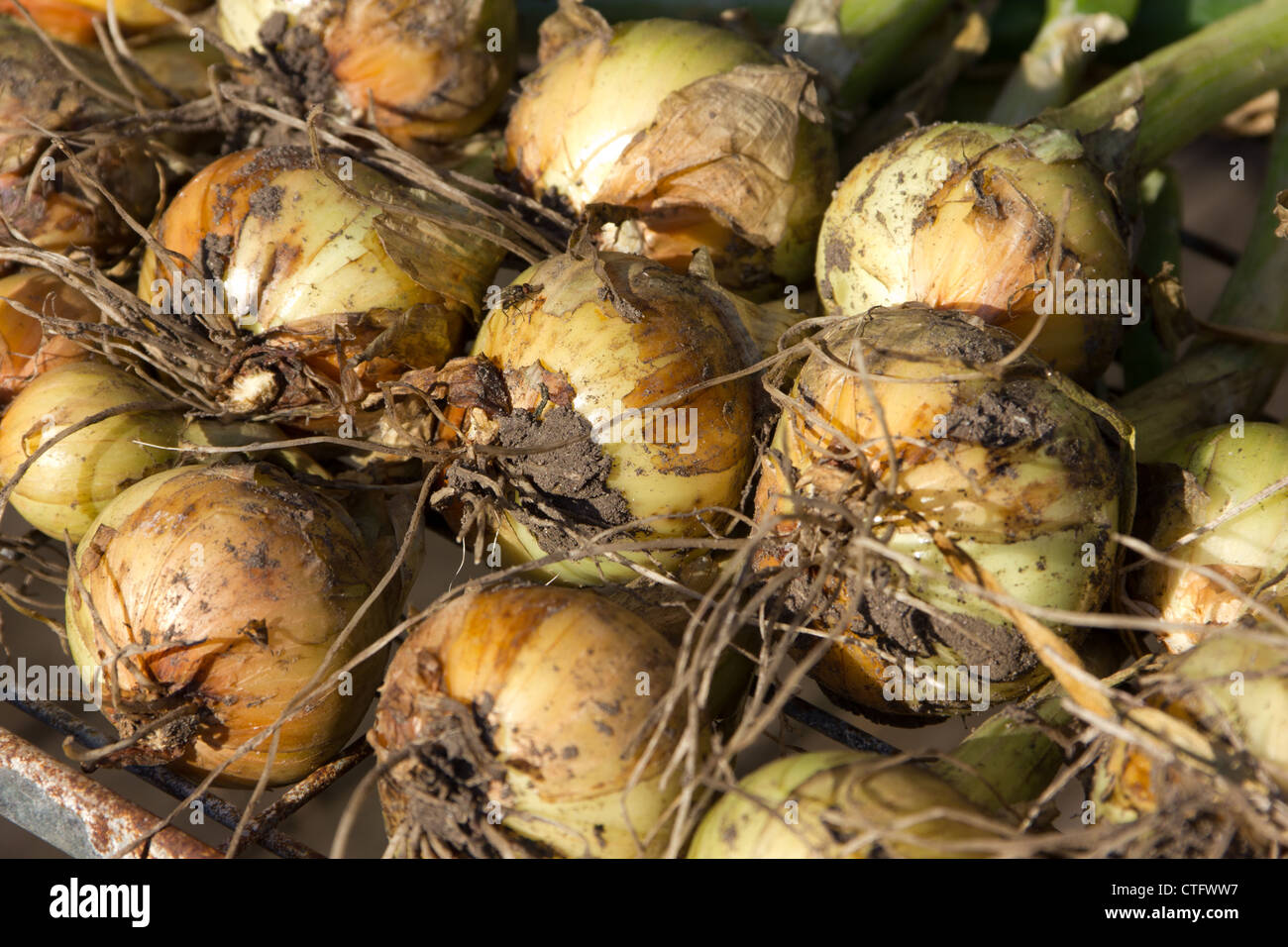 Shallots drying in the sun Stock Photo Alamy
