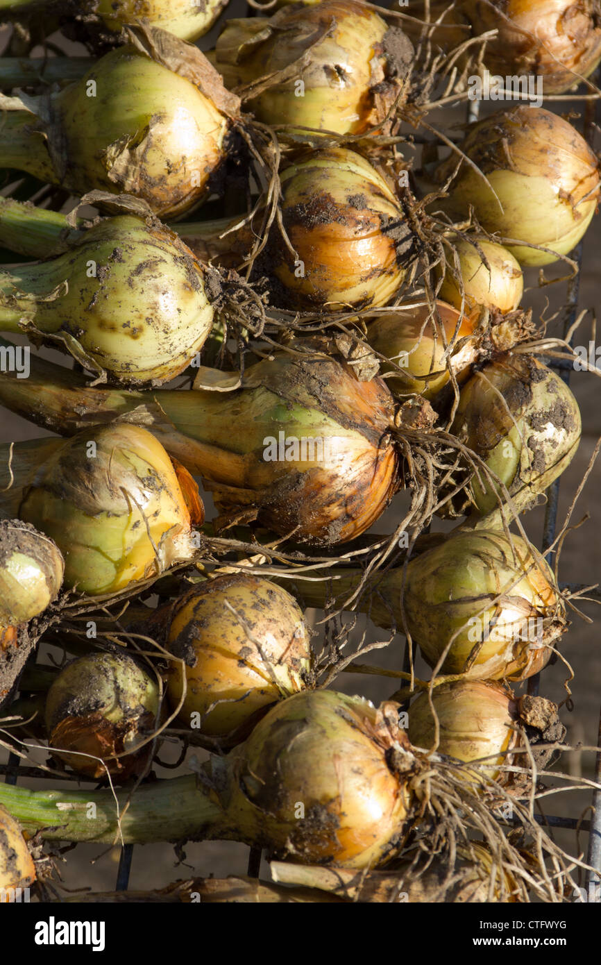 Shallots drying in the sun Stock Photo Alamy