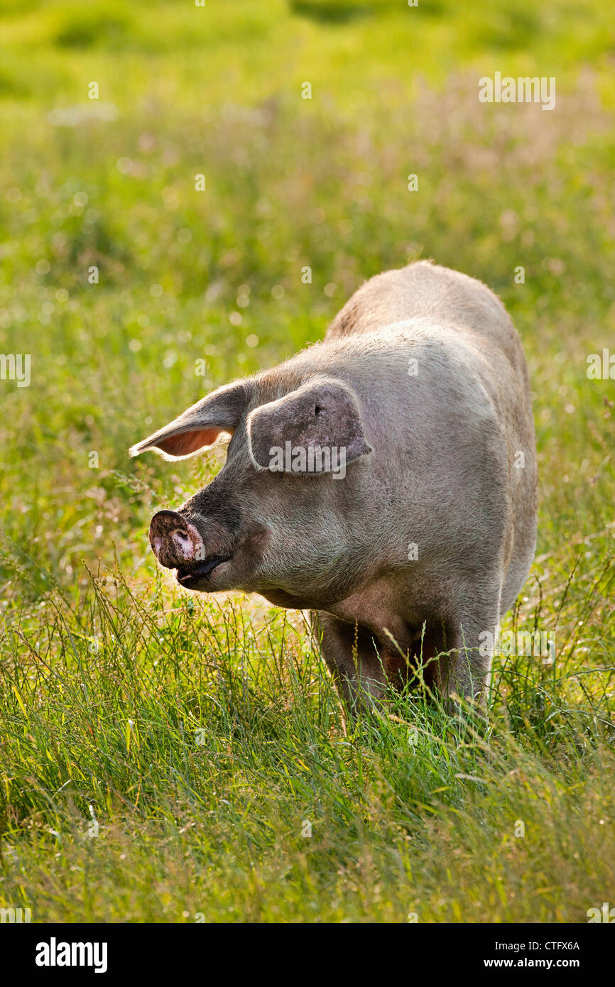 The Netherlands, Kortenhoef, Pigs. Sow. Stock Photo