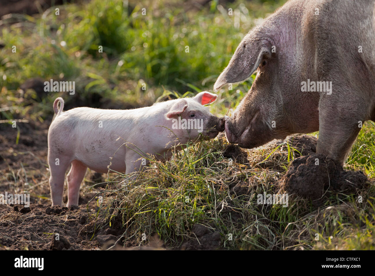 The Netherlands, Kortenhoef, Pigs. Sow and piglet. Stock Photo