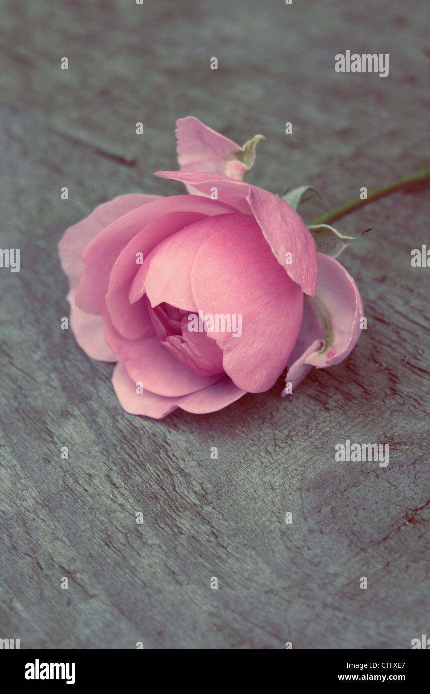 Rosa &lsquo;La Reine Victoria&rsquo;, Rose Stock Photo - Alamy