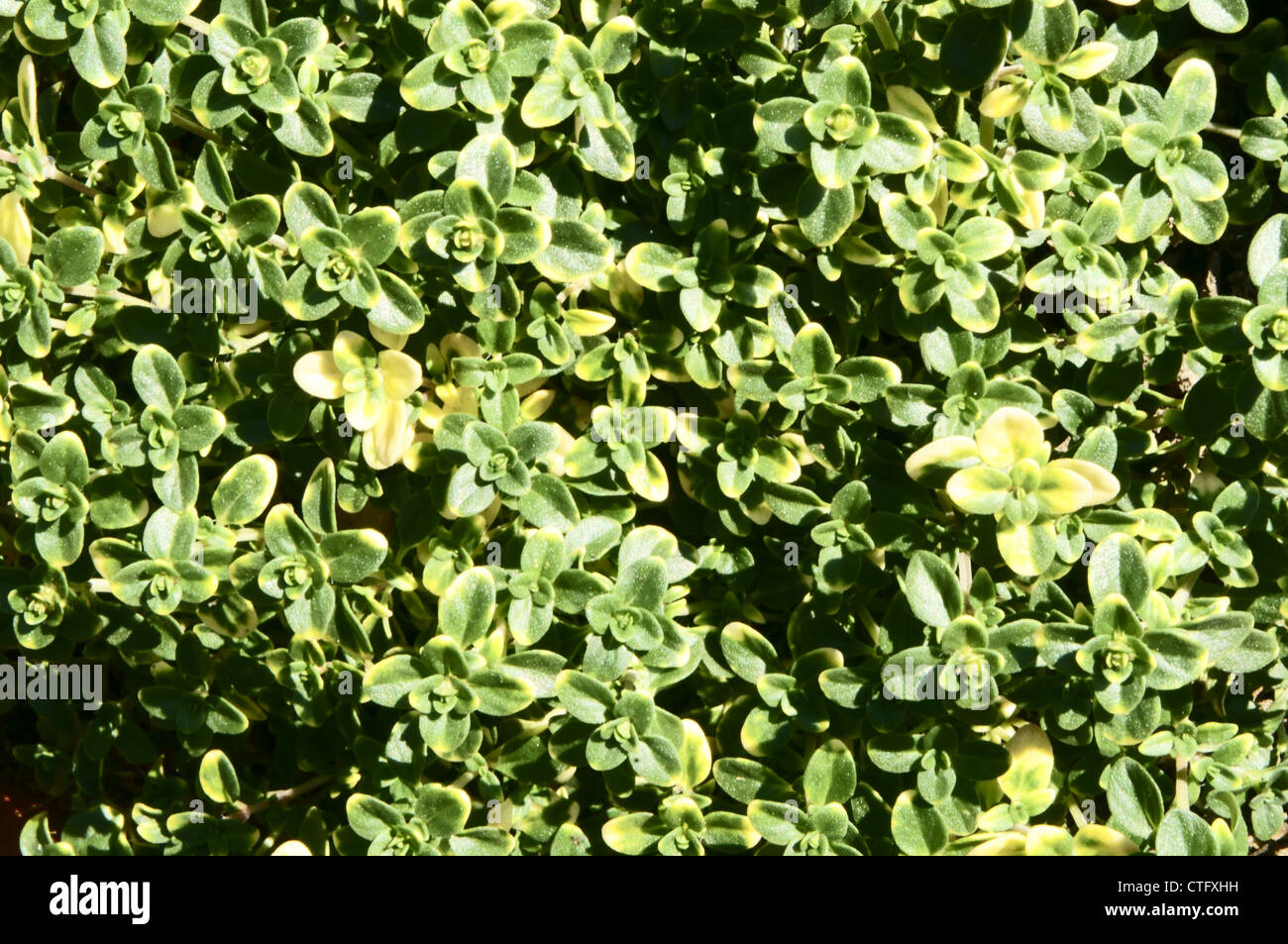 Doone Valley Lemon Thyme, Thymus x citriodorus Doone Valley Stock Photo