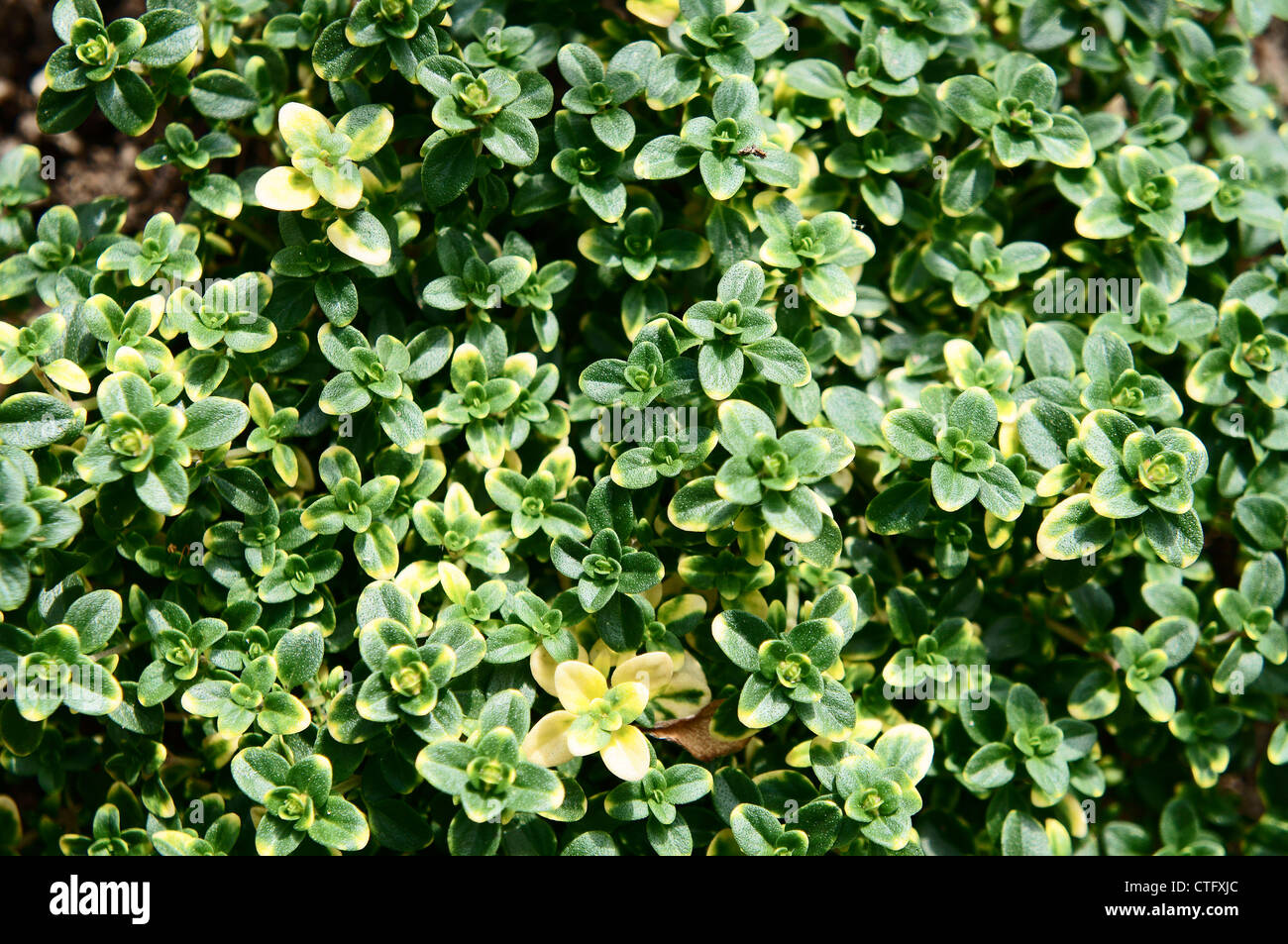 Doone Valley Lemon Thyme, Thymus x citriodorus Doone Valley Stock Photo