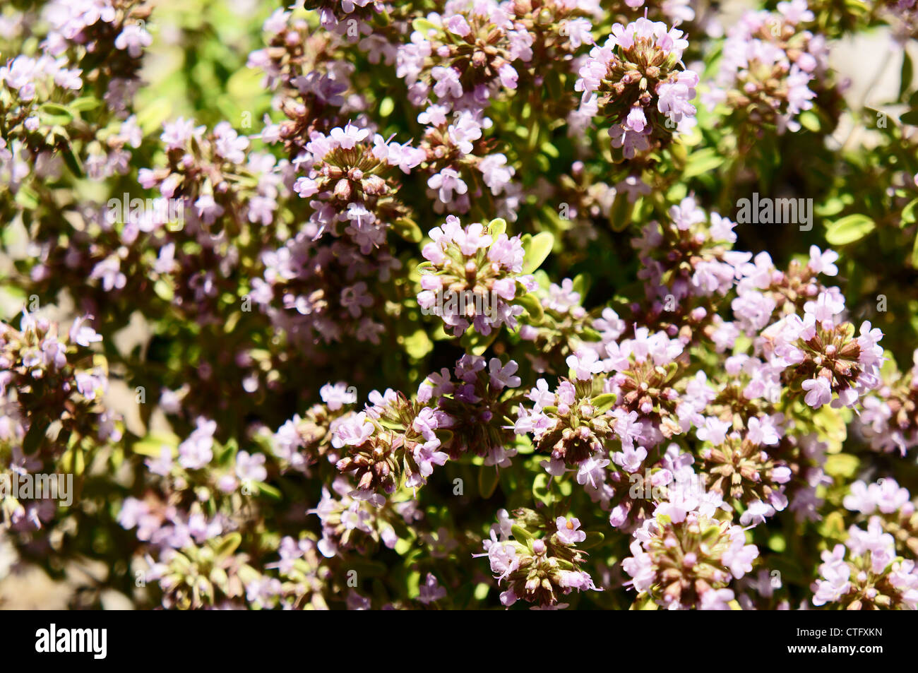 Golden Dwarf Lemon Thyme, Thymus x citriodorus Golden Dwarf Stock Photo