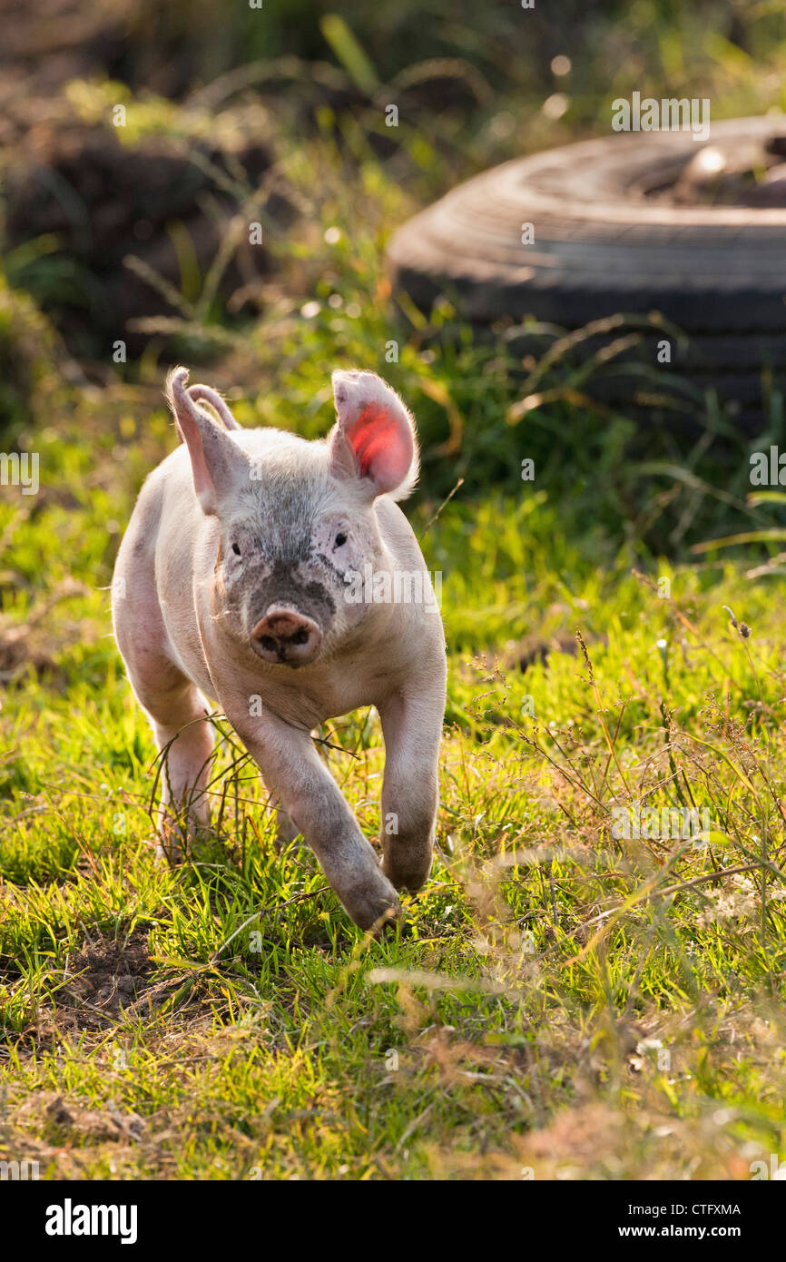 The Netherlands, Kortenhoef, Pigs. Piglet. Stock Photo
