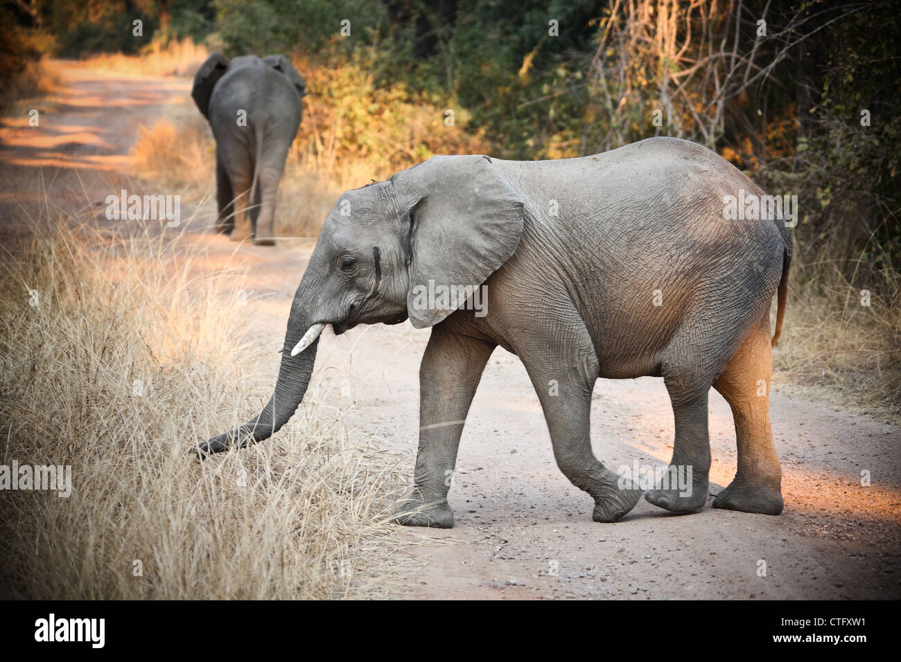 wild elephants in luangwa national park zambia Stock Photo