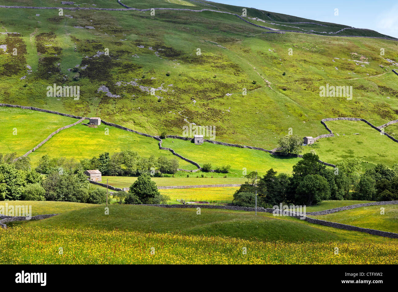 Buttercup meadows near the village of Thwaite, Swaledale, North Yorkshire UK Stock Photo