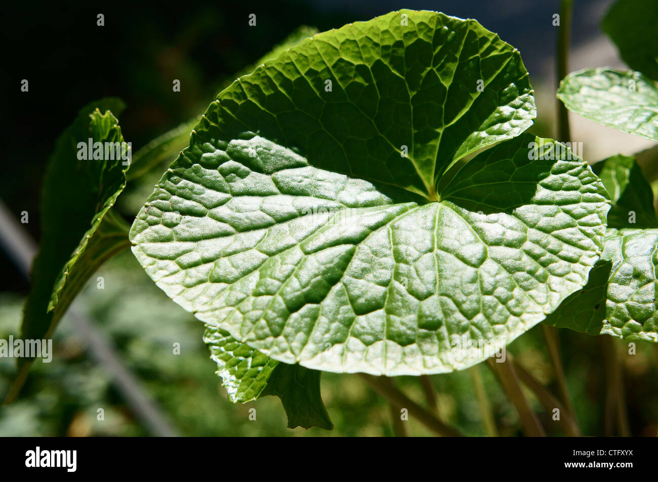 Wasabi, Wasabia japonica Stock Photo