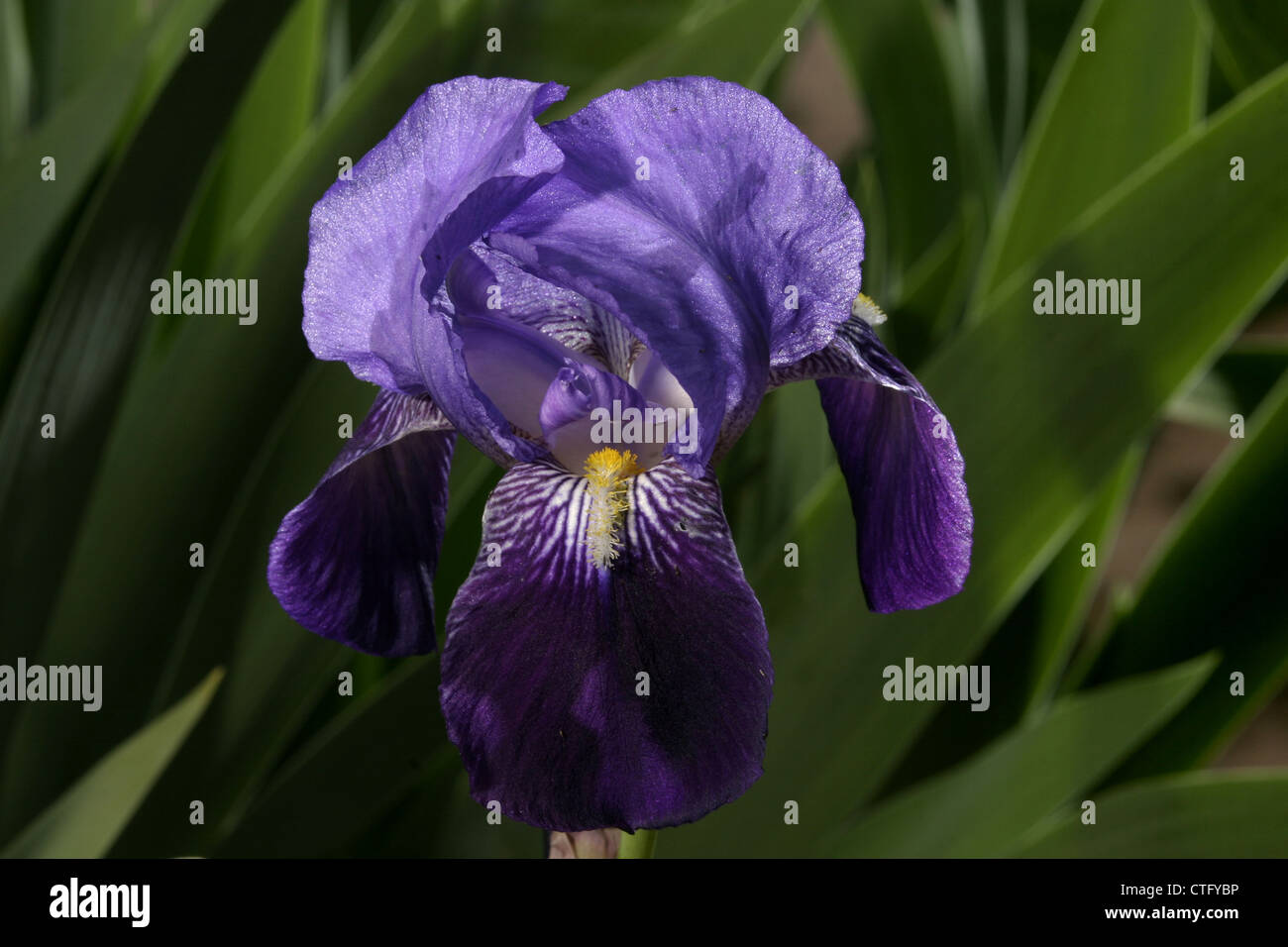 Fleur De Lys High Resolution Stock Photography And Images Alamy