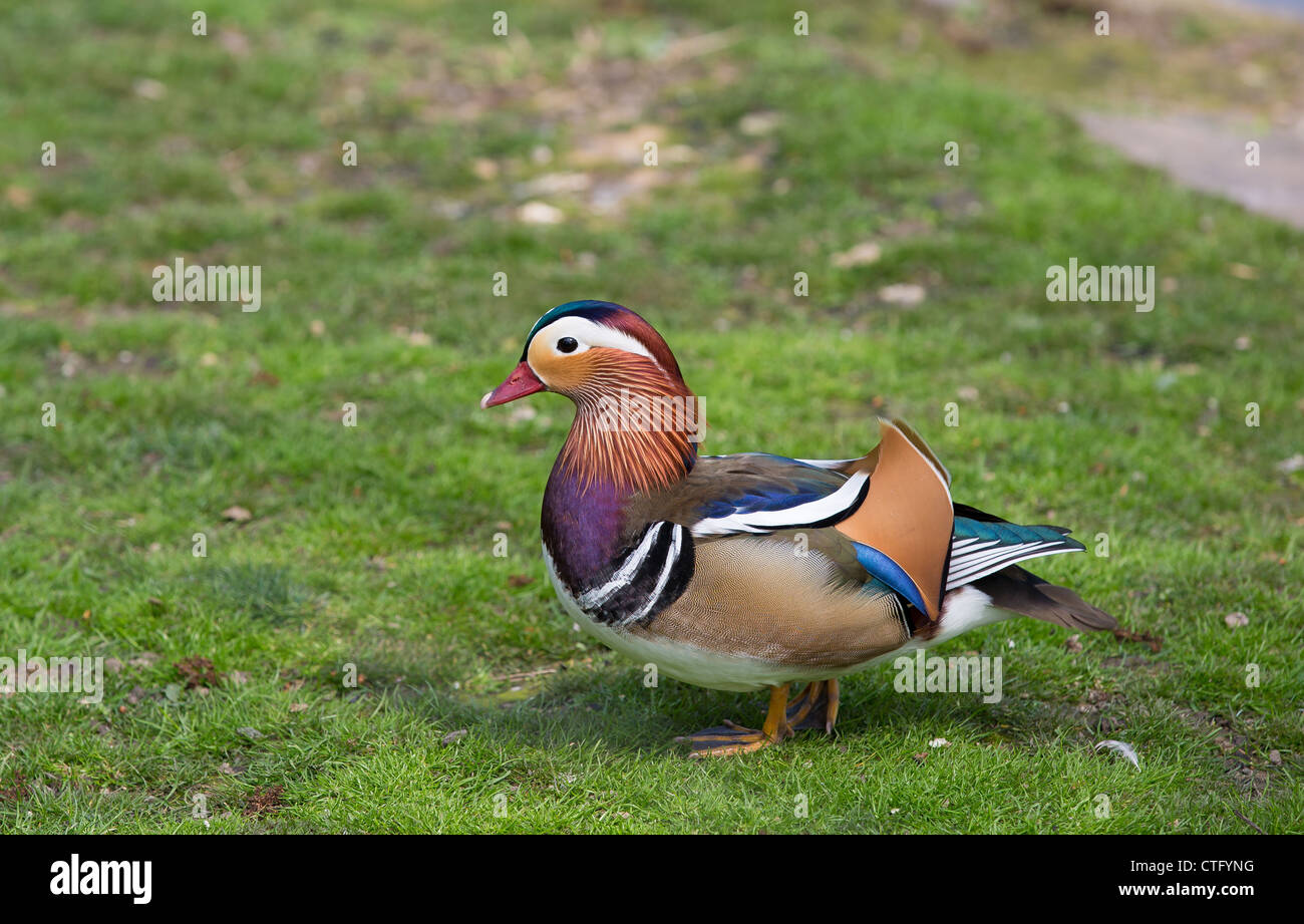 Beautiful Chinese Duck in closeup view Stock Photo
