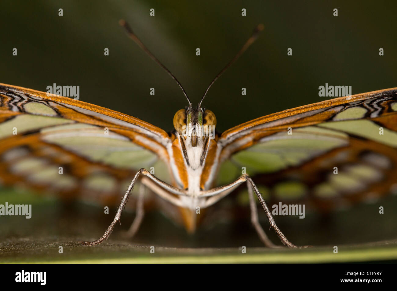 Extreme Butterfly closeup Stock Photo