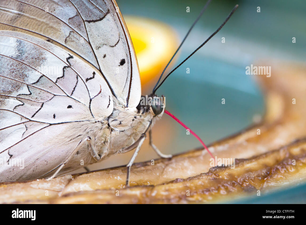 Beautiful Butterfly having lunch Stock Photo