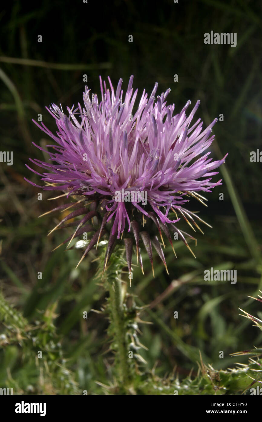 Picture: Steve Race - The flower of the Thistle (Carduus nigrescens) growing in Catalunya, Spain. Stock Photo
