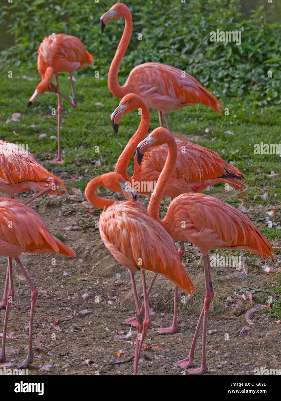 caribbean flamingo pictures caribbean flamingo pictures