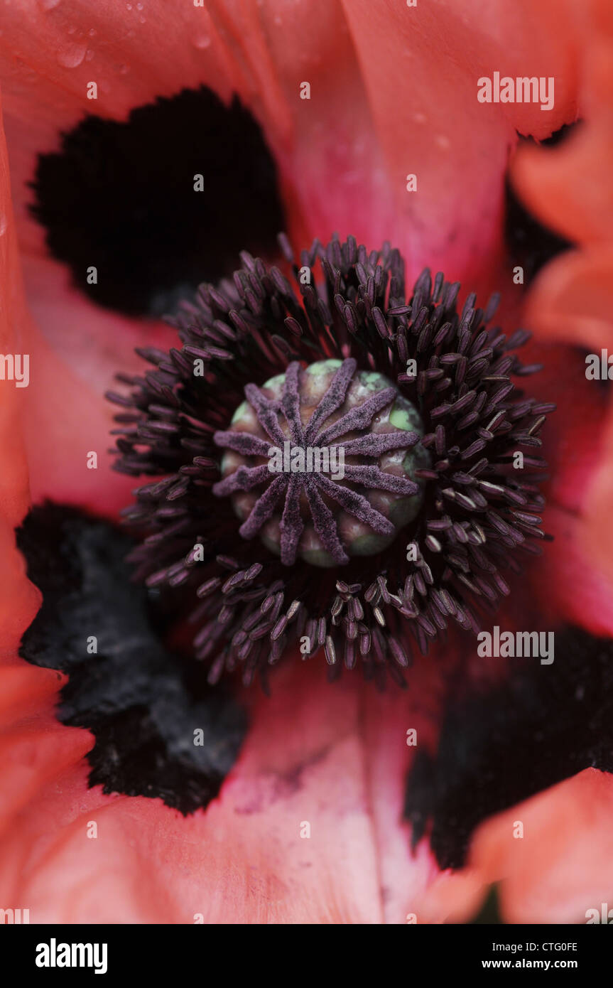 Detail of seed head of a Salmon Pink Oriental Poppy flower Papaver oriental Stock Photo Alamy